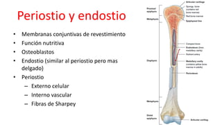 Conceptos basicos de crecimiento y desarrollo | PDF