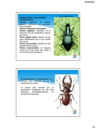 19/06/2021
16
ORIENTACION Y RELACIONES
ENTRE PARTES
Insecto: organismo de simetría
bilateral, horizontal y de progresión
h...