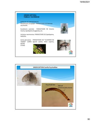 19/06/2021
90
ESPECIES DE IMPORTANCIA:
Paratheresia claripalpis: PARASITOIDE DE Diatraea
saccharalis.
Eucelatoria australi...