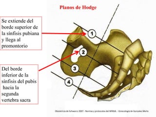 Planos de Hodge
Se extiende del
borde superior de
la sínfisis pubiana
y llega al
promontorio

Del borde
inferior de la
sínfisis del pubis
hacia la
segunda
vertebra sacra
Obstetricia de Schwarcz 2007 - Normas y protocolos del MINSA. - Ginecología de Gonzales Merlo

 