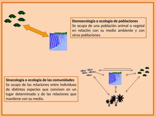 Demoecología o ecología de poblaciones
Se ocupa de una población animal o vegetal
en relación con su medio ambiente y con
otras poblaciones.
Sinecología o ecología de las comunidades
Se ocupa de las relaciones entre individuos
de distintas especies que conviven en un
lugar determinado y de las relaciones que
mantiene con su medio.
 
