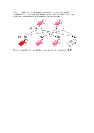 Para el caso de los ejemplares que muestran herencia intermedia
anteriormente comentado, cuando se cruzan dos individuos de la F1 se
mostrará en la siguiente generación todos los fenotipos:
F1 R r x R r
F2 RR Rr rR rr
Estos resultados corresponderían a una proporción fenotípica 1:2:1.
 