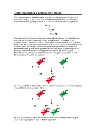 Retrocruzamiento y cruzamiento prueba
El retrocruzamiento o backcross es simplemente cruzar un individuo de la
generación filial (F1, F2…) con uno de los progenitores. Esto se hace para
potenciar algunos genes y aumentar la calidad de mutaciones poligénicas.
P1 x P2
F1 x P1
F2 x P1
El cruzamiento prueba se utiliza para saber el genotipo de un individuo que
muestra un fenotipo dominante. Estos individuos se cruzan con otros
homocigotos recesivos para el gen en cuestión, de esta manera si la totalidad
de la F1 muestra el fenotipo dominante, quiere decir que el individuo problema
es homocigoto para el gen dominante, mientras que si la mitad salen con
fenotipo recesivo quiere decir que el individuo problema es heterocigoto. El
genotipo de estos individuos se expresa con la letra del alelo del gen
dominante y una raya para señalizar que en su lugar hay un alelo el cual
desconocemos. Veamos un ejemplo:
P R_ x r r
F1 Rr
En este caso toda la F1 ha salido con el fenotipo dominante, por tanto el gecko
progenitor rojo es homocigoto (RR).
P R_ x r r
F1 Rr rr
En este caso la mitad de la descendencia muestra el fenotipo recesivo, por
tanto el gecko progenitor rojo es heterocigoto (Rr).
 