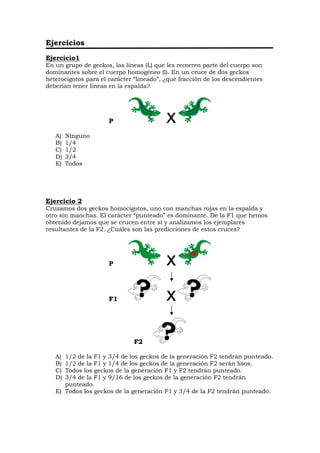 Ejercicios
Ejercicio1
En un grupo de geckos, las líneas (L) que les recorren parte del cuerpo son
dominantes sobre el cuerpo homogéneo (l). En un cruce de dos geckos
heterocigotos para el carácter “lineado”, ¿qué fracción de los descendientes
deberían tener líneas en la espalda?
P
A) Ninguno
B) 1/4
C) 1/2
D) 3/4
E) Todos
Ejercicio 2
Cruzamos dos geckos homocigotos, uno con manchas rojas en la espalda y
otro sin manchas. El carácter “punteado” es dominante. De la F1 que hemos
obtenido dejamos que se crucen entre sí y analizamos los ejemplares
resultantes de la F2. ¿Cuáles son las predicciones de estos cruces?
P
F1
F2
A) 1/2 de la F1 y 3/4 de los geckos de la generación F2 tendrán punteado.
B) 1/2 de la F1 y 1/4 de los geckos de la generación F2 serán lisos.
C) Todos los geckos de la generación F1 y F2 tendrán punteado.
D) 3/4 de la F1 y 9/16 de los geckos de la generación F2 tendrán
punteado.
E) Todos los geckos de la generación F1 y 3/4 de la F2 tendrán punteado.
 
