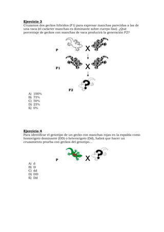 Ejercicio 3
Cruzamos dos geckos híbridos (F1) para expresar manchas parecidas a las de
una vaca (el carácter manchas es dominante sobre cuerpo liso). ¿Qué
porcentaje de geckos con manchas de vaca producirá la generación F2?
P
F1
F2
A) 100%
B) 75%
C) 50%
D) 25%
E) 0%
Ejercicio 4
Para identificar el genotipo de un gecko con manchas rojas en la espalda como
homocigoto dominante (DD) o heterocigoto (Dd), habrá que hacer un
cruzamiento prueba con geckos del genotipo…
P
A) d
B) D
C) dd
D) DD
E) Dd
 