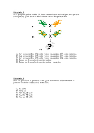 Ejercicio 5
Si el gen para geckos verdes (N) fuera co-dominante sobre el gen para geckos
naranjas (n), ¿cuál sería el resultado de cruzar dos geckos Nn?
P
F1
F2
A) 1/4 serán verdes, 1/2 serán verdes y naranjas, 1/4 serán naranjas.
B) 1/2 serán verdes, 1/4 serán verdes y naranjas, 1/4 serán naranjas.
C) 1/4 serán verdes, 1/4 serán verdes y naranjas, 1/2 serán naranjas.
D) Todos los descendientes serán verdes.
E) Todos los descendientes serán verdes y naranjas.
Ejercicio 6
Para un gecko con el genotipo AaBb, ¿qué deberíamos representar en la
primera columna en el cuadro de Punnet?
A) Aa y Bb
B) AB y ab
C) AB, Ab, aB y ab
D) Aa, Bb, AB y ab
E) AA, aa, BB y bb
 