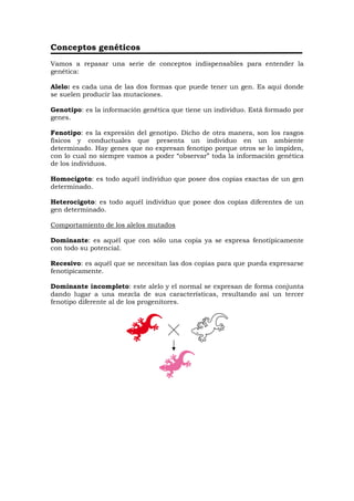 Conceptos genéticos
Vamos a repasar una serie de conceptos indispensables para entender la
genética:
Alelo: es cada una de las dos formas que puede tener un gen. Es aquí donde
se suelen producir las mutaciones.
Genotipo: es la información genética que tiene un individuo. Está formado por
genes.
Fenotipo: es la expresión del genotipo. Dicho de otra manera, son los rasgos
físicos y conductuales que presenta un individuo en un ambiente
determinado. Hay genes que no expresan fenotipo porque otros se lo impiden,
con lo cual no siempre vamos a poder “observar” toda la información genética
de los individuos.
Homocigoto: es todo aquél individuo que posee dos copias exactas de un gen
determinado.
Heterocigoto: es todo aquél individuo que posee dos copias diferentes de un
gen determinado.
Comportamiento de los alelos mutados
Dominante: es aquél que con sólo una copia ya se expresa fenotípicamente
con todo su potencial.
Recesivo: es aquél que se necesitan las dos copias para que pueda expresarse
fenotípicamente.
Dominante incompleto: este alelo y el normal se expresan de forma conjunta
dando lugar a una mezcla de sus características, resultando así un tercer
fenotipo diferente al de los progenitores.
 