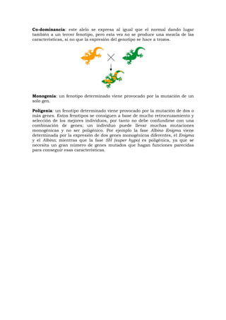 Co-dominancia: este alelo se expresa al igual que el normal dando lugar
también a un tercer fenotipo, pero esta vez no se produce una mezcla de las
características, si no que la expresión del genotipo se hace a trozos.
Monogenia: un fenotipo determinado viene provocado por la mutación de un
solo gen.
Poligenia: un fenotipo determinado viene provocado por la mutación de dos o
más genes. Estos fenotipos se consiguen a base de mucho retrocruzamiento y
selección de los mejores individuos, por tanto no debe confundirse con una
combinación de genes; un individuo puede llevar muchas mutaciones
monogénicas y no ser poligénico. Por ejemplo la fase Albino Enigma viene
determinada por la expresión de dos genes monogénicos diferentes, el Enigma
y el Albino; mientras que la fase SH (super hypo) es poligénica, ya que se
necesita un gran número de genes mutados que hagan funciones parecidas
para conseguir esas características.
 