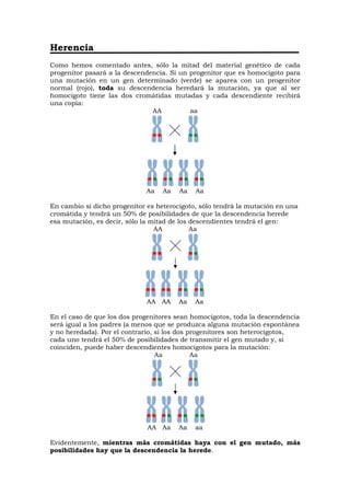 Herencia
Como hemos comentado antes, sólo la mitad del material genético de cada
progenitor pasará a la descendencia. Si un progenitor que es homocigoto para
una mutación en un gen determinado (verde) se aparea con un progenitor
normal (rojo), toda su descendencia heredará la mutación, ya que al ser
homocigoto tiene las dos cromátidas mutadas y cada descendiente recibirá
una copia:
AA aa
Aa Aa Aa Aa
En cambio si dicho progenitor es heterocigoto, sólo tendrá la mutación en una
cromátida y tendrá un 50% de posibilidades de que la descendencia herede
esa mutación, es decir, sólo la mitad de los descendientes tendrá el gen:
AA Aa
AA AA Aa Aa
En el caso de que los dos progenitores sean homocigotos, toda la descendencia
será igual a los padres (a menos que se produzca alguna mutación espontánea
y no heredada). Por el contrario, si los dos progenitores son heterocigotos,
cada uno tendrá el 50% de posibilidades de transmitir el gen mutado y, si
coinciden, puede haber descendientes homocigotos para la mutación:
Aa Aa
AA Aa Aa aa
Evidentemente, mientras más cromátidas haya con el gen mutado, más
posibilidades hay que la descendencia la herede.
 