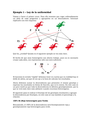 Ejemplo 1 – Ley de la uniformidad
Vamos a hacer el primer cruce. Para ello tenemos que coger ordenadamente
un alelo de cada progenitor y agruparlos en un descendiente. Intentaré
explicarlo con este esquema:
P R R x r r
F1 Rr Rr Rr Rr
Qué lío, ¿verdad? Quizás en el siguiente ejemplo se vea más claro.
El hecho de que sean homocigotos nos ahorra trabajo, pues no es necesario
cruzar cada alelo, con representar sólo uno será suficiente.
P RR x rr
R r
F1 Rr
Si hacemos la versión “rápida” debemos tener en cuenta que en realidad hay el
doble de alelos, así que id con ojo a la hora de calcular los resultados.
Ahora debemos sumar la descendencia que presenten el mismo genotipo y
expresar los resultados en forma de fracción, que es lo común. En este caso es
un poco inútil ya que toda la descendencia es idéntica genotípicamente, por lo
que se verá más claro más adelante cuando crucemos heterocigotos.
El siguiente paso es indicar el fenotipo de los genotipos resultantes y agrupar
la descendencia por fenotipos, en este caso se usa también el porcentaje y la
relación:
100% Rr (Rojo heterocigoto para Verde)
Resumiendo, el 100% de la descendencia será fenotípicamente roja y
genotípicamente roja heterocigota para verde.
 