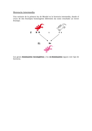 Herencia intermedia
Una variante de la primera ley de Mendel es la herencia intermedia, donde el
cruce de dos fenotipos homocigotos diferentes da como resultado un tercer
fenotipo.
P R R x r r
F1 Rr
Los genes dominantes incompletos y los co-dominantes siguen este tipo de
herencia.
 