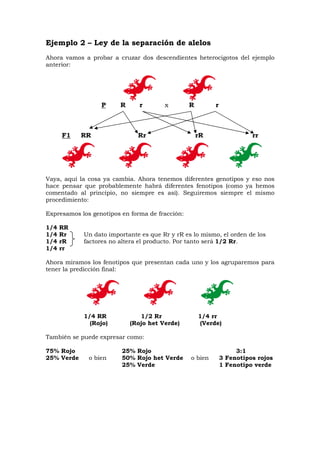 Ejemplo 2 – Ley de la separación de alelos
Ahora vamos a probar a cruzar dos descendientes heterocigotos del ejemplo
anterior:
P R r x R r
F1 RR Rr rR rr
Vaya, aquí la cosa ya cambia. Ahora tenemos diferentes genotipos y eso nos
hace pensar que probablemente habrá diferentes fenotipos (como ya hemos
comentado al principio, no siempre es así). Seguiremos siempre el mismo
procedimiento:
Expresamos los genotipos en forma de fracción:
1/4 RR
1/4 Rr Un dato importante es que Rr y rR es lo mismo, el orden de los
1/4 rR factores no altera el producto. Por tanto será 1/2 Rr.
1/4 rr
Ahora miramos los fenotipos que presentan cada uno y los agruparemos para
tener la predicción final:
1/4 RR 1/2 Rr 1/4 rr
(Rojo) (Rojo het Verde) (Verde)
También se puede expresar como:
75% Rojo 25% Rojo 3:1
25% Verde o bien 50% Rojo het Verde o bien 3 Fenotipos rojos
25% Verde 1 Fenotipo verde
 