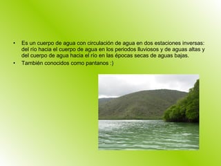 Es un cuerpo de agua con circulación de agua en dos estaciones inversas: del río hacia el cuerpo de agua en los periodos lluviosos y de aguas altas y del cuerpo de agua hacia el río en las épocas secas de aguas bajas. También conocidos como pantanos :) 