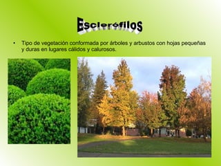 Tipo de vegetación conformada por árboles y arbustos con hojas pequeñas y duras en lugares cálidos y calurosos. Esclerófilos 