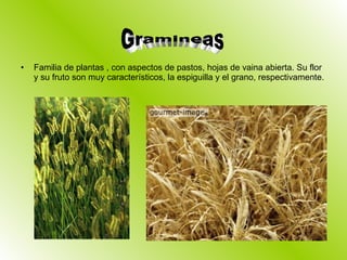 Familia de plantas , con aspectos de pastos, hojas de vaina abierta. Su flor y su fruto son muy característicos, la espiguilla y el grano, respectivamente. Gramineas 