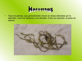 Tipos de plantas, que generalmente crecen en áreas afectadas por la salinidad, como los desiertos y los litorales. Como por ejemplo, el pasto de salares. Halófitas 