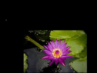 AUTORREGULACIÓN
ORGANISMICA
•
Proceso a través del cual se alcanza el
equilibrio
 