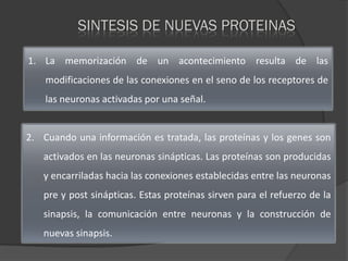 SINTESIS DE NUEVAS PROTEINAS

1. La memorización de un acontecimiento resulta de las
    modificaciones de las conexiones en el seno de los receptores de
    las neuronas activadas por una señal.


2. Cuando una información es tratada, las proteínas y los genes son
   activados en las neuronas sinápticas. Las proteínas son producidas
   y encarriladas hacia las conexiones establecidas entre las neuronas
   pre y post sinápticas. Estas proteínas sirven para el refuerzo de la
   sinapsis, la comunicación entre neuronas y la construcción de
   nuevas sinapsis.
 