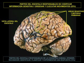 PARTES DEL ENCEFALO RESPONSABLES DE CODIFICAR
       INFORMACION SENSITIVA Y ORDENAR Y EJECUTAR MOVIMIENTOS (25%)

                                                                    AREAS SENSITIVAS
                                                                      Y MOTORAS
                                                                       PRIMARIAS


VISTA LATERAL DEL
   ENCEFALO




       PARTES DEL ENCEFALO RESPONSABLES DE LA COGNICION HUMANA: ATENDER,
       RECONOCER, IDENTIFICAR, PLANIFICAR Y EXPERIMENTAR UNA RESPUESTA (75%)
 