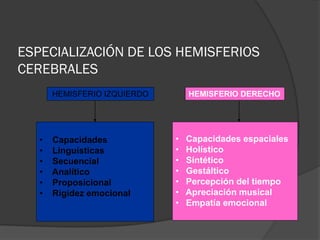 ESPECIALIZACIÓN DE LOS HEMISFERIOS
CEREBRALES
       HEMISFERIO IZQUIERDO       HEMISFERIO DERECHO




   •   Capacidades            •   Capacidades espaciales
   •   Linguísticas           •   Holístico
   •   Secuencial             •   Síntético
   •   Analítico              •   Gestáltico
   •   Proposicional          •   Percepción del tiempo
   •   Rigidez emocional      •   Apreciación musical
                              •   Empatía emocional
 
