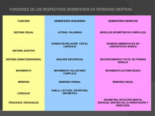 FUNCIONES DE LOS RESPECTIVOS HEMISFERIOS EN PERSONAS DIESTRAS

       FUNCIÓN             HEMISFERIO IZQUIERDO               HEMISFERIO DERECHO



     SISTEMA VISUAL           LETRAS, PALABRAS          MODELOS GEOMÉTRICOS COMPLEJOS



                          SONIDO EN RELACIÓN CON EL          SONIDOS AMBIENTALES NO
                                  LENGUAJE                     LINGUÍSTICOS. MUSICA
    SISTEMA AUDITIVO


SISTEMA SOMATOSENSORIAL      ANALISIS SECUENCIAL        RECONOCIMIENTO TACTIL DE FORMAS
                                                                   BRAILLE


      MOVIMIENTO           MOVIMIENTO VOLUNTARIO            MOVIMIENTO AUTOMATIZADO
                                 COMPLEJO


       MEMORIA                 MEMORIA VERBAL                    MEMORIA VISUAL


                          HABLA, LECTURA, ESCRITURA,
       LENGUAJE                   ARITMÉTICA

                                                           GEOMETRÍA, ROTACIÓN MENTAL
 PROCESOS ESPACIALES                                   ESPACIAL SENTIDO DE LA ORIENTACIÓN Y
                                                                    DIRECCIÓN.
 