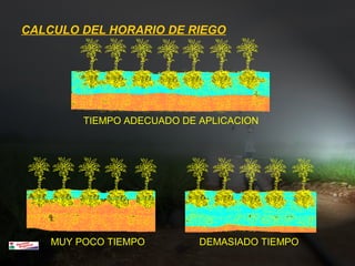 CALCULO DEL HORARIO DE RIEGO
MUY POCO TIEMPO DEMASIADO TIEMPO
TIEMPO ADECUADO DE APLICACION
 