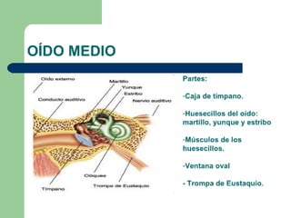 Conceptos del sonido