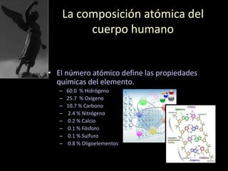 La composición atómica del
cuerpo humano
• El número atómico define las propiedades
químicas del elemento.
– 60.0 % Hidrógeno
– 25.7 % Oxígeno
– 10.7 % Carbono
– 2.4 % Nitrógeno
– 0.2 % Calcio
– 0.1 % Fósforo
– 0.1 % Sulfuro
– 0.8 % Oligoelementos
 