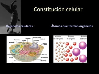 Constitución celular
Organelos celulares Átomos que forman organelos
 