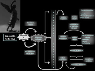 Exposición
Radiactiva
Ionización
y
excitación
Por efecto
directo
Por interacción
con el agua
R
e
p
a
r
a
c
i
ó
n
e
n
z
i
m
á
t
i
c
a
Lesiones
bioquímicas
Inducir
mutaciones
Lesiones
bioquímicas
Recuperación
de una lesión
NO letal
Muerte
celular
Efectos inmediatos
•Muerte
•Disfunción orgánica
•Daño tisular
Muerte
celular
Efectos somáticos
tardíos
•Leucemia
•Cáncer
•Daño tisular
Periodo de latencia
Alteraciones
genéticas
Selección y reparación
Alteración
molecular
 