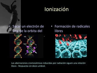 Ionización
• Sacar un electrón de
una de la orbita del
átomo de hidrogeno.
• Formación de radicales
libres
Las aberraciones cromosómicas inducidas por radiación siguen una relación
Dosis - Respuesta sin dosis umbral.
 