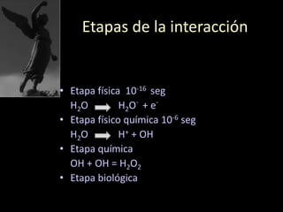 Etapas de la interacción
• Etapa física 10-16 seg
H2O H2O-
+ e-
• Etapa físico química 10-6 seg
H2O H+ + OH
• Etapa química
OH + OH = H2O2
• Etapa biológica
 