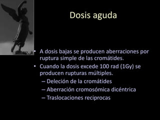 Dosis aguda
• A dosis bajas se producen aberraciones por
ruptura simple de las cromátides.
• Cuando la dosis excede 100 rad (1Gy) se
producen rupturas múltiples.
– Deleción de la cromátides
– Aberración cromosómica dicéntrica
– Traslocaciones reciprocas
 