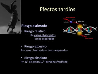 Efectos tardíos
Riesgo estimado
• Riesgo relativo
R= casos observados
casos esperados
• Riesgo excesivo
R= casos observados - casos esperados
• Riesgo absoluto
R= N° de casos/106 personas/rad/año
 