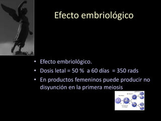 Efecto embriológico
• Efecto embriológico.
• Dosis letal = 50 % a 60 días = 350 rads
• En productos femeninos puede producir no
disyunción en la primera meiosis
 