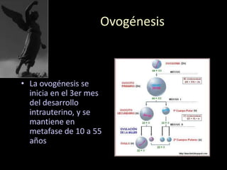 Ovogénesis
• La ovogénesis se
inicia en el 3er mes
del desarrollo
intrauterino, y se
mantiene en
metafase de 10 a 55
años
 