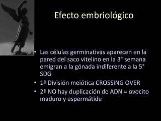 Efecto embriológico
• Las células germinativas aparecen en la
pared del saco vitelino en la 3° semana
emigran a la gónada indiferente a la 5°
SDG
• 1ª División meiótica CROSSING OVER
• 2ª NO hay duplicación de ADN = ovocito
maduro y espermátide
 
