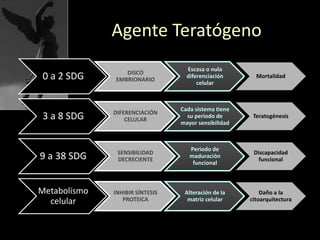 0 a 2 SDG DISCO
EMBRIONARIO
Escasa o nula
diferenciación
celular
Mortalidad
3 a 8 SDG DIFERENCIACIÓN
CELULAR
Cada sistema tiene
su periodo de
mayor sensibilidad
Teratogénesis
9 a 38 SDG SENSIBILIDAD
DECRECIENTE
Periodo de
maduración
funcional
Discapacidad
funcional
Metabolismo
celular
INHIBIR SÍNTESIS
PROTEICA
Alteración de la
matriz celular
Daño a la
citoarquitectura
Agente Teratógeno
 