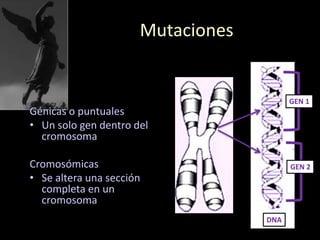 Mutaciones
Génicas o puntuales
• Un solo gen dentro del
cromosoma
Cromosómicas
• Se altera una sección
completa en un
cromosoma
DNA
GEN 1
GEN 2
 