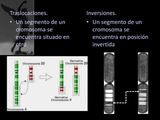 Traslocaciones.
• Un segmento de un
cromosoma se
encuentra situado en
otro
Inversiones.
• Un segmento de un
cromosoma se
encuentra en posición
invertida
 