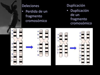 Deleciones
• Perdida de un
fragmento
cromosómico
Duplicación
• Duplicación
de un
fragmento
cromosómico
 