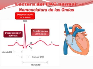 Lectura del EKG normal:Nomenclatura de las OndasDespolarización ventrículosRepolarización ventrículosDespolarización aurículas