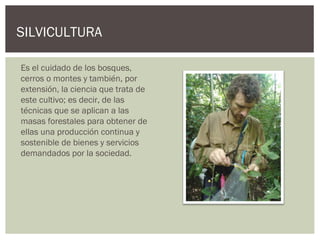 SILVICULTURA

Es el cuidado de los bosques,
cerros o montes y también, por
extensión, la ciencia que trata de
este cultivo; es decir, de las
técnicas que se aplican a las
masas forestales para obtener de
ellas una producción continua y
sostenible de bienes y servicios
demandados por la sociedad.
 