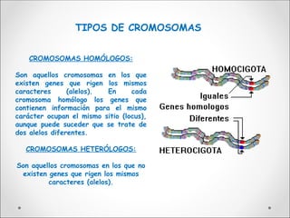 TIPOS DE CROMOSOMAS
CROMOSOMAS HOMÓLOGOS:
Son aquellos cromosomas en los que
existen genes que rigen los mismos
caracteres (alelos). En cada
cromosoma homólogo los genes que
contienen información para el mismo
carácter ocupan el mismo sitio (locus),
aunque puede suceder que se trate de
dos alelos diferentes.
CROMOSOMAS HETERÓLOGOS:
Son aquellos cromosomas en los que no
existen genes que rigen los mismos
caracteres (alelos).
 
