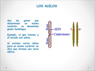 LOS ALELOS
Son los genes que
determinan un mismo
carácter, se denominan
genes homólogos
Ejemplo, el gen intenso y
el nevado son alelos.
Si existen varios alelos
para un mismo carácter se
dice que forman una serie
alélica.
 