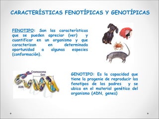 CARACTERÍSTICAS FENOTÍPICAS Y GENOTÍPICAS
FENOTIPO: Son las características
que se pueden apreciar (ver) y
cuantificar en un organismo y que
caracterizan en determinada
oportunidad a algunas especies
(conformación).
GENOTIPO: Es la capacidad que
tiene la progenie de reproducir los
fenotipos de los padres y se
ubica en el material genético del
organismo (ADN, genes)
 