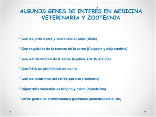 Gen del pelo Corto y tolerancia al calor (Slick)
Gen regulador de la terneza de la carne (Calpaína y calpastatina)
Gen del Marmoréo de la carne (Leptina, RORC, Relina)
Gen ROA de prolificidad en ovino
Gen del síndrome del estrés porcino (Halotano)
Hipertrofia muscular en bovino y ovino (miostatina)
Otros genes de enfermedades genéticas (acondroplasia, etc)
ALGUNOS GENES DE INTERÉS EN MEDICINA
VETERINARIA Y ZOOTECNIA
 
