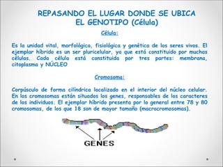 Célula:
Es la unidad vital, morfológica, fisiológica y genética de los seres vivos. El
ejemplar híbrido es un ser pluricelular, ya que está constituido por muchas
células. Cada célula está constituida por tres partes: membrana,
citoplasma y NÚCLEO
Cromosoma:
Corpúsculo de forma cilíndrica localizado en el interior del núcleo celular.
En los cromosomas están situados los genes, responsables de los caracteres
de los individuos. El ejemplar híbrido presenta por lo general entre 78 y 80
cromosomas, de los que 18 son de mayor tamaño (macrocromosomas).
REPASANDO EL LUGAR DONDE SE UBICA
EL GENOTIPO (Célula)
 