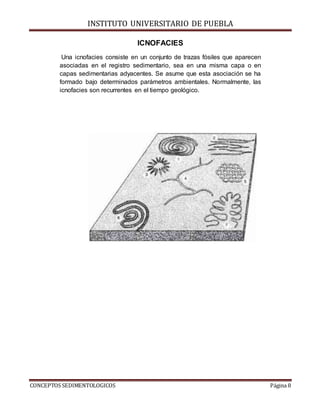 INSTITUTO UNIVERSITARIO DE PUEBLA
CONCEPTOS SEDIMENTOLOGICOS Página 8
ICNOFACIES
Una icnofacies consiste en un conjunto de trazas fósiles que aparecen
asociadas en el registro sedimentario, sea en una misma capa o en
capas sedimentarias adyacentes. Se asume que esta asociación se ha
formado bajo determinados parámetros ambientales. Normalmente, las
icnofacies son recurrentes en el tiempo geológico.
 