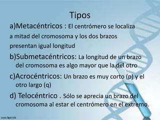 Tipos
a)Metacéntricos : El centrómero se localiza
a mitad del cromosoma y los dos brazos
presentan igual longitud
b)Submetacéntricos: La longitud de un brazo
del cromosoma es algo mayor que la del otro
c)Acrocéntricos: Un brazo es muy corto (p) y el
otro largo (q)
d) Telocéntrico . Sólo se aprecia un brazo del
cromosoma al estar el centrómero en el extremo.
 